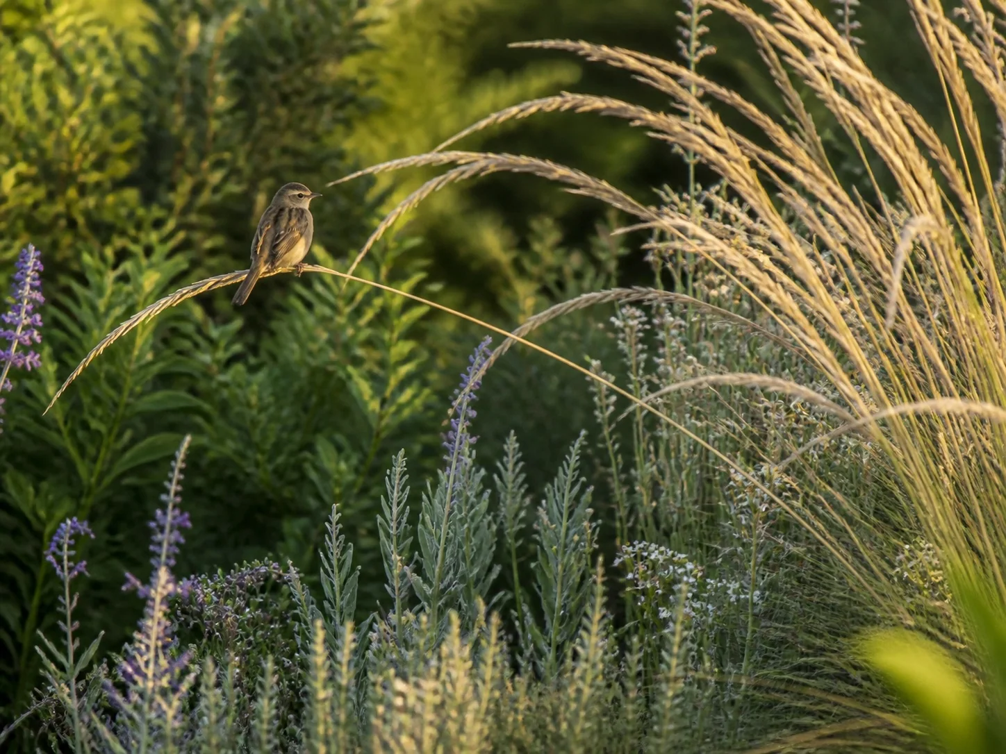 Petit oiseau au cœur de graminées et de plantes méditerranéennes